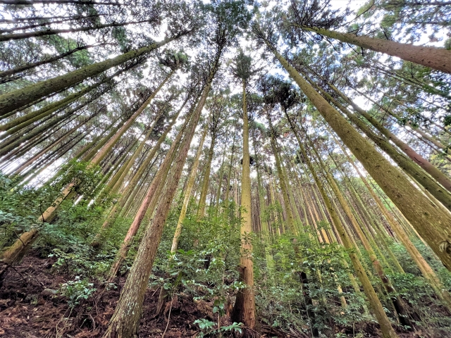 高く育った杉林の画像
